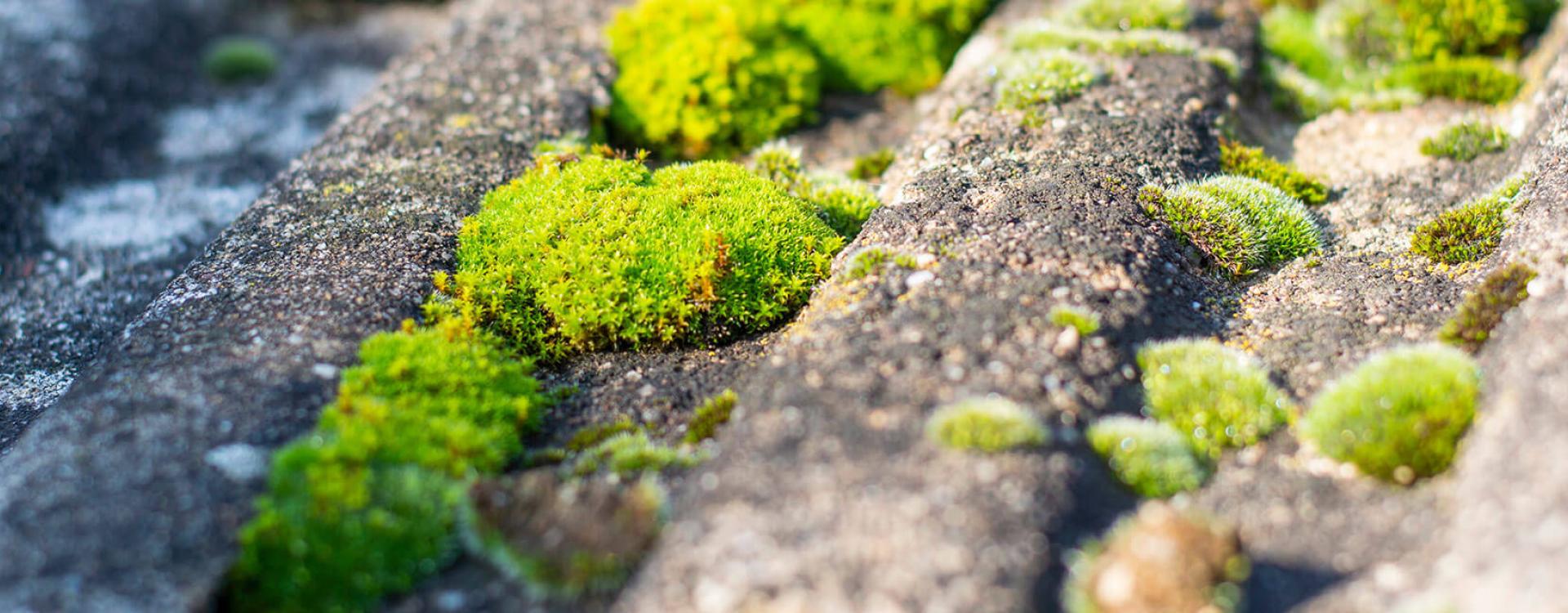 Nettoyage anti-mousse de toiture